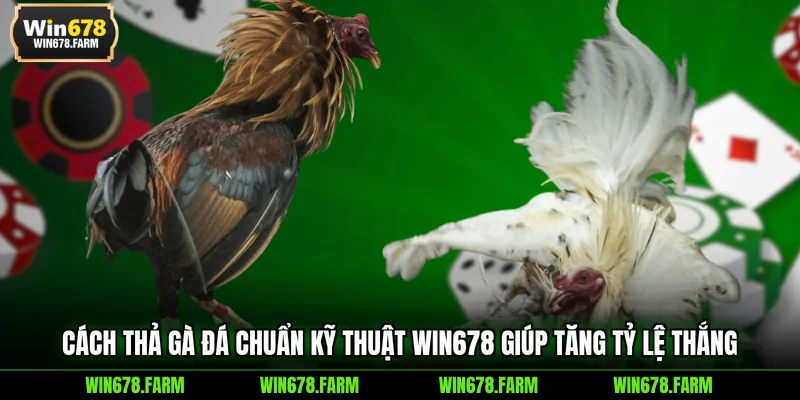 cách thả gà đá