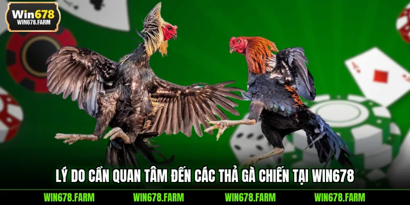 Lý do cần quan tâm đến các thả gà chiến tại WIN678