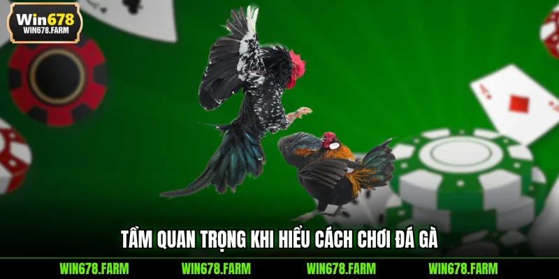 Tầm quan trọng khi hiểu cách chơi đá gà