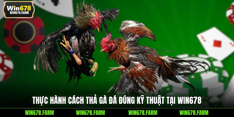 Thực hành cách thả gà đá đúng kỹ thuật tại WIN678